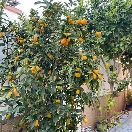 Semesterbostad Casa Torre Y Mar With 2 Bedrooms Pool Barbecue Patio & Sun Terrace Torrevieja